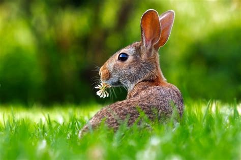 can bunnies eat flowers