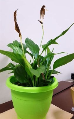 can you cut off brown peace lily flowers