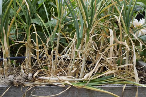 Do You Harvest Garlic Before or After It Flowers: A Detailed Exploration