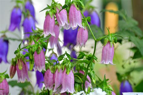 tibetan bell flowers where to buy in a more colorful way: How can one not be enchanted by the vibrant hues and delicate petals of Tibetan bell flowers, as they bloom in fields of gold and silver?