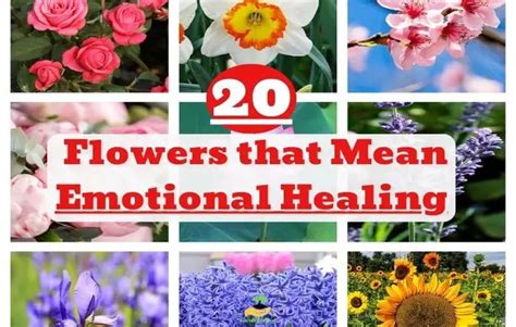 What Flowers Represent Healing and Their Unexpected Ties to Emotional Mending