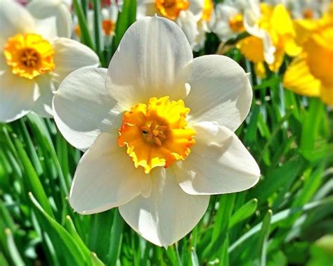 Why Yellow Flowers on March 21 and The Unspoken Connection to Spring's Arrival